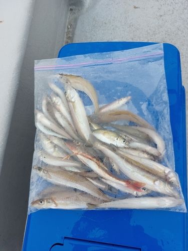 キスの釣果