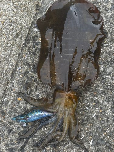 アオリイカの釣果