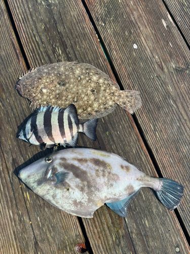 ウマヅラハギの釣果
