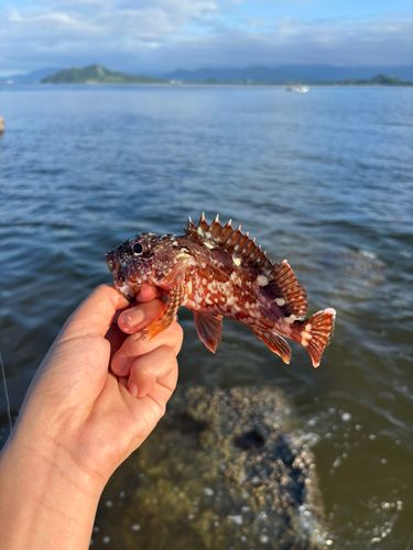 アラカブの釣果