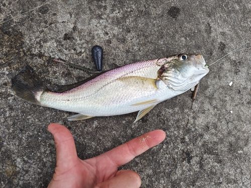 イシモチの釣果