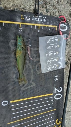 アナハゼの釣果