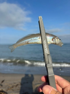 キスの釣果