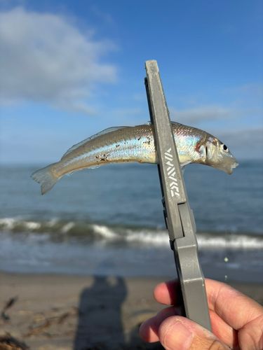 エソの釣果