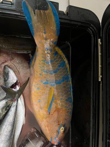 ヒブダイの釣果