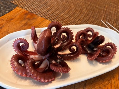 マダコの釣果