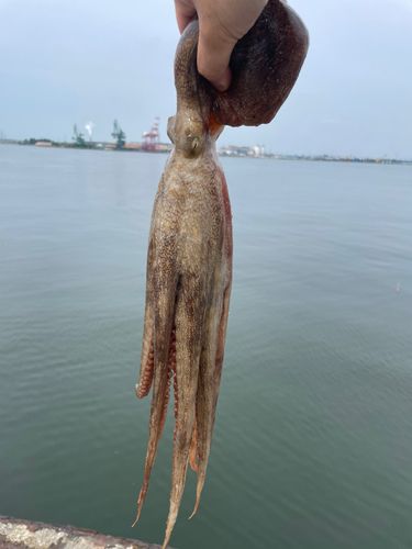 タコの釣果