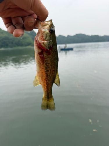 ラージマウスバスの釣果