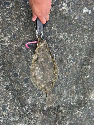 ヒラメの釣果