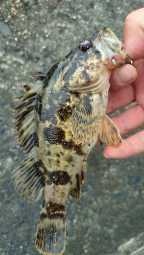 タケノコメバルの釣果