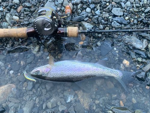 ニジマスの釣果
