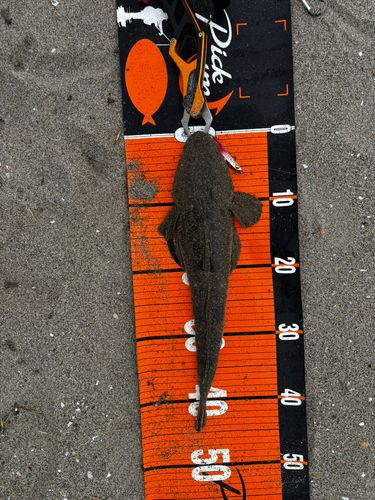マゴチの釣果