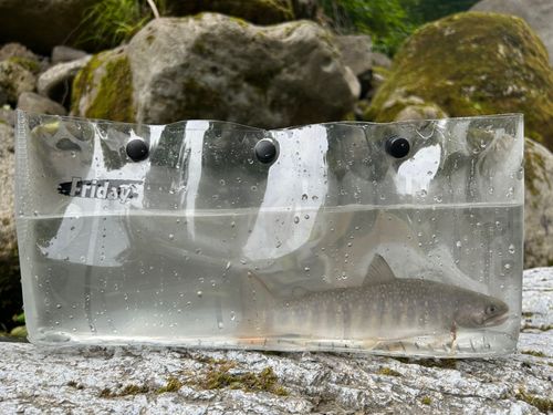 イワナの釣果