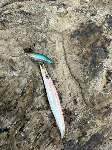 カマスの釣果