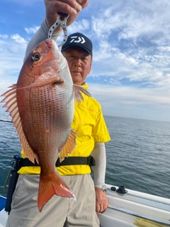 マダイの釣果