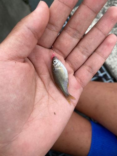 タナゴの釣果