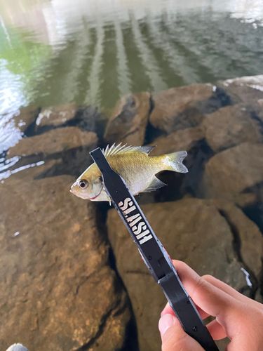 ブルーギルの釣果