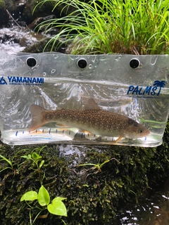 イワナの釣果