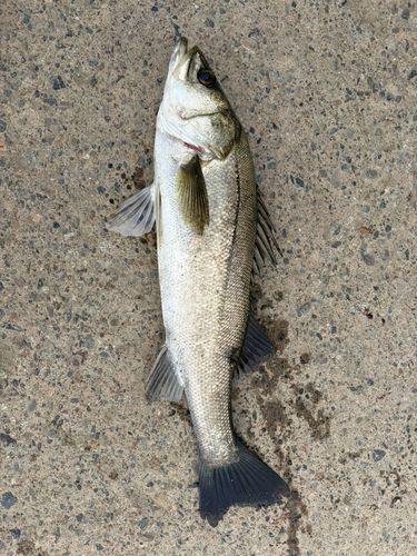 スズキの釣果