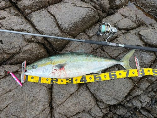 ワラサの釣果