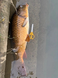 コイの釣果