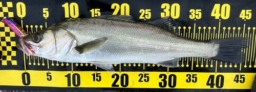 フッコ（マルスズキ）の釣果