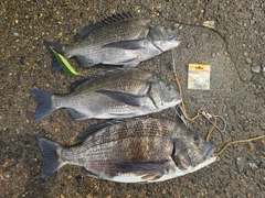 クロダイの釣果