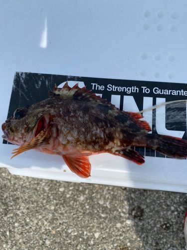 カサゴの釣果