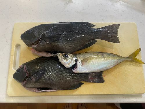 グレの釣果