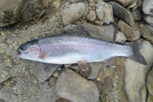 ニジマスの釣果