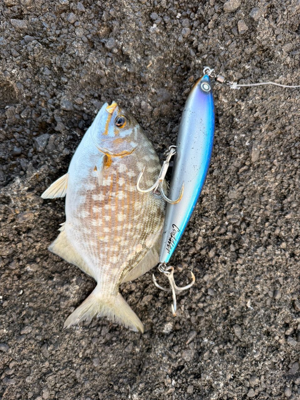 カスミアジの釣果写真