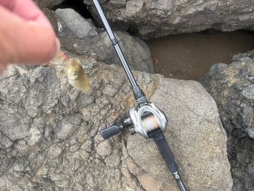 シロギスの釣果