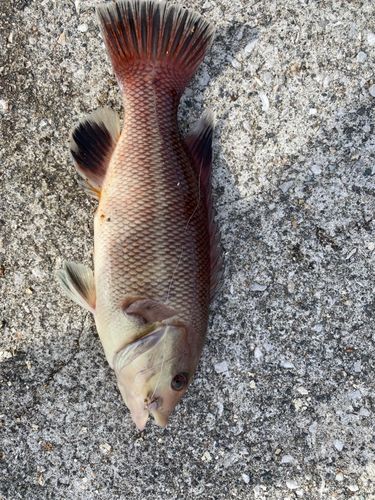 コブダイの釣果