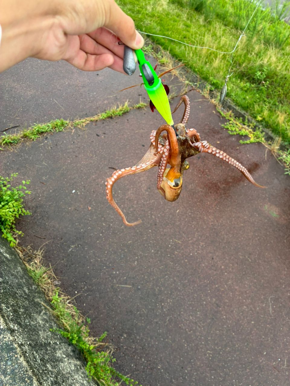 タコの釣果写真