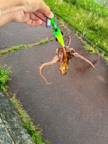 タコの釣果