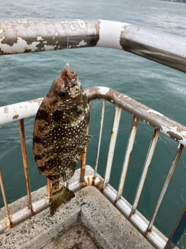アイゴの釣果