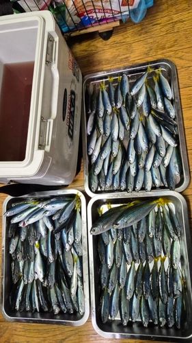 タカベの釣果