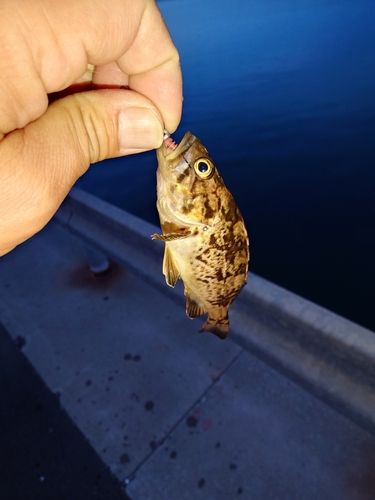 メバルの釣果