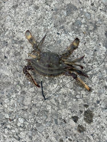 ワタリガニの釣果