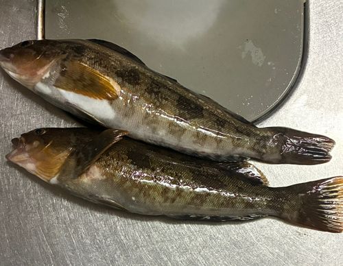 アイナメの釣果