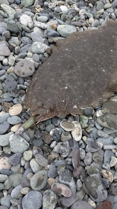 ガンゾウビラメの釣果