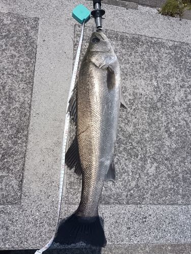 セイゴ（タイリクスズキ）の釣果