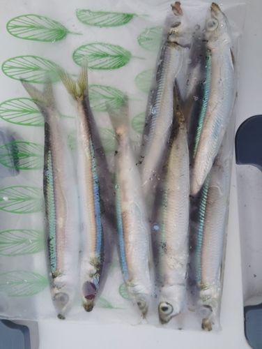 ウルメイワシの釣果
