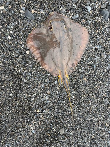 アカエイの釣果