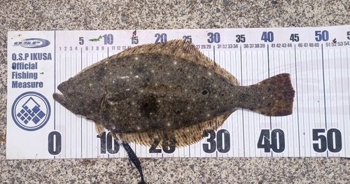 ヒラメの釣果
