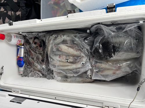 アカイカの釣果