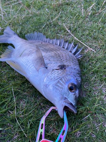 キビレの釣果