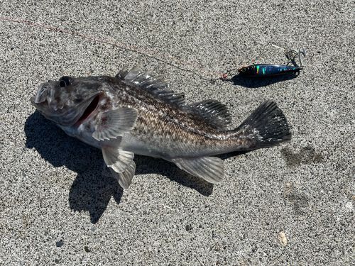 クロソイの釣果
