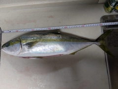 ワラサの釣果