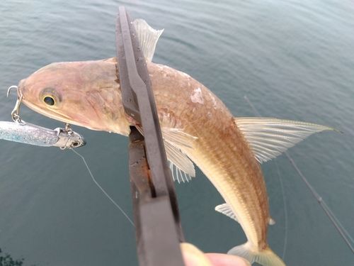 エソの釣果